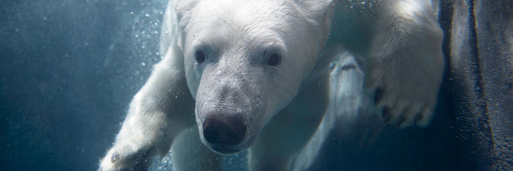 一只好奇的北极熊在欧洲杯下注app动物园.